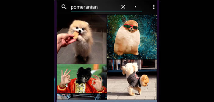 Application Giphy pour la recherche de gif animés